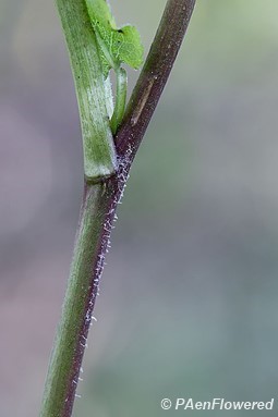 Stem with leaf attachment